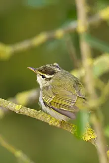: Kroonboszanger, Eastern Crowned Warbler, Phylloscopus coronatus