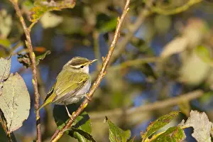 : Kroonboszanger, Eastern Crowned Warbler, Phylloscopus coronatus