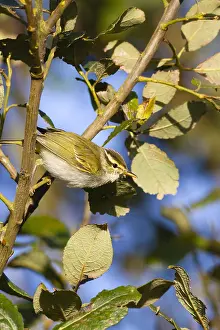 : Kroonboszanger, Eastern Crowned Warbler, Phylloscopus coronatus