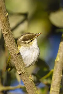 : Kroonboszanger, Eastern Crowned Warbler, Phylloscopus coronatus