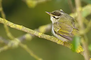 : Kroonboszanger, Eastern Crowned Warbler, Phylloscopus coronatus