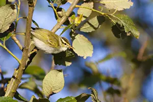 : Kroonboszanger, Eastern Crowned Warbler, Phylloscopus coronatus