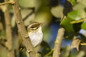 : Kroonboszanger, Eastern Crowned Warbler, Phylloscopus coronatus