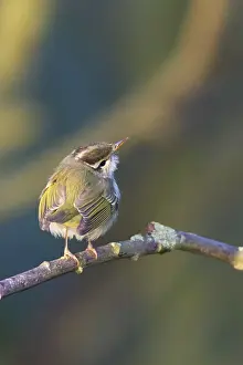 : Kroonboszanger, Eastern Crowned Warbler, Phylloscopus coronatus