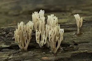 Rodelijst Prints: kroontjesknotszwam; Crown coral; Aartomyces pyxidatus