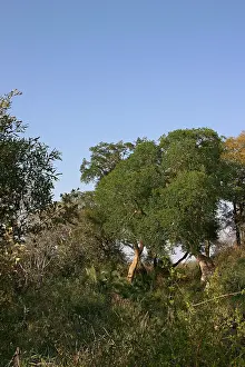2025 Prints: Krugerpark, South Africa, Zuid-Afrika