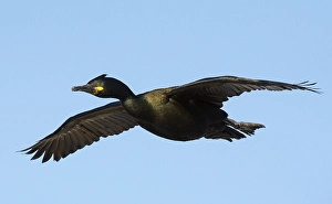 2009 Prints: Kuifaalscholver, European Shag, Phalacrocorax aristotelis