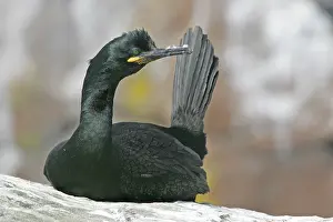 Bill Baston Prints: Kuifaalscholver, European Shag, Phalacrocorax aristotelis
