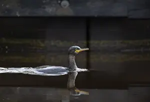 Canal Prints: Kuifaalscholver, European Shag, Phalacrocorax aristotelis