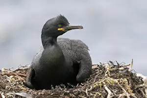 Images Dated 16th June 2008: Kuifaalscholver, European Shag, Phalacrocorax aristotelis
