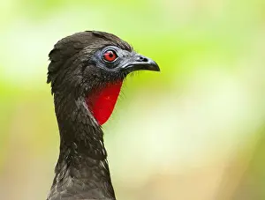 2012 Prints: Kuifsjakohoen, Crested Guan, Penelope purpurascens
