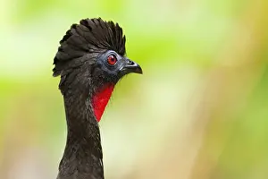 2012 Prints: Kuifsjakohoen, Crested Guan, Penelope purpurascens