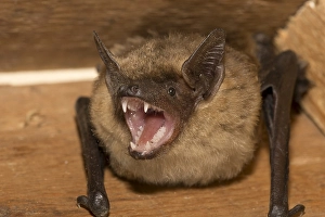 Laatvlieger Prints: Laatvlieger, Serotine, Eptesicus serotinus