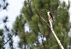 2012 Prints: Lachvalk, Laughing Falcon, Herpetotheres cachinnans