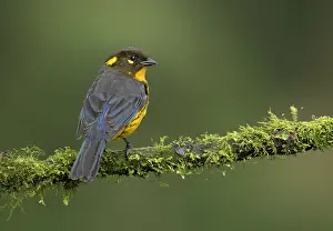 January Prints: Lacrimose Mountain Tanager (Anisognathus lacrymosus)