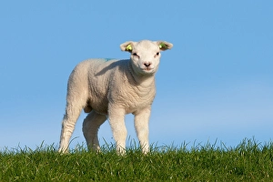 Lamb Prints: Lam, Lamb