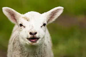 Images Dated 23rd April 2012: Lam, Lamb
