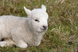 Images Dated 15th March 2009: Lam, Lamb