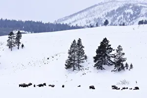 Valley Prints: Lamar Valley
