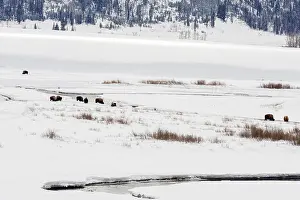 Valley Prints: Lamar Valley