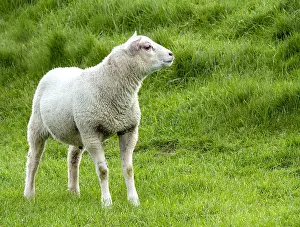 Sheep Prints: Lamb