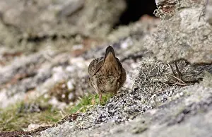 Images Dated 9th October 2010: Lanceolated Warbler, Locustella lanceolata