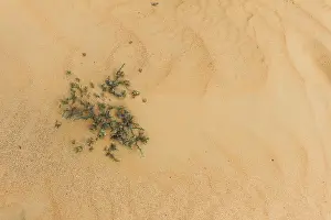 Images Dated 1st February 2013: Landscape of central desert of Oman
