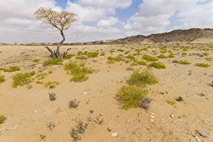 Images Dated 1st February 2013: Landscape of central desert of Oman