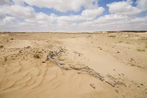 Images Dated 1st February 2013: Landscape of central desert of Oman