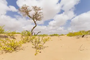 Images Dated 1st February 2013: Landscape of central desert of Oman