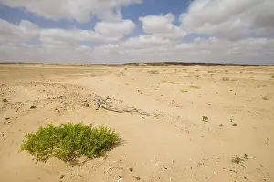 Images Dated 1st February 2013: Landscape of central desert of Oman