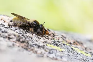 Images Dated 5th August 2021: Laphria flava - Bumblebee Robberfly