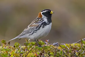 Paesaggi Prints: Lapland Longspur