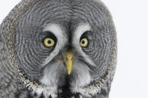 Images Dated 15th March 2009: Laplanduil, Great Grey Owl, Strix nebulosa
