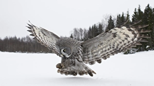 Images Dated 15th March 2009: Laplanduil, Great Grey Owl, Strix nebulosa