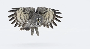 Images Dated 15th March 2009: Laplanduil, Great Grey Owl, Strix nebulosa