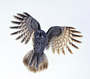 2012 Prints: Laplanduil, Great Grey Owl, Strix nebulosa