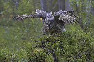 Laplanduil, Great Grey Owl, Strix nebulosa