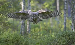Laplanduil, Great Grey Owl, Strix nebulosa