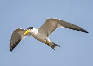 Images Dated 23rd September 2015: Large-billed Tern, Phaetusa simplex