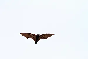 Indonesia Prints: large flying fox, Pteropus vampyrus
