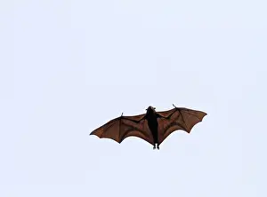Indonesia Prints: large flying fox, Pteropus vampyrus