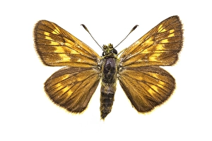 Museum Prints: Large Skipper, Ochlodes sylvanus