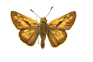 Museum Prints: Large Skipper, Ochlodes sylvanus