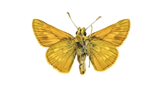Museum Prints: Large Skipper, Ochlodes sylvanus