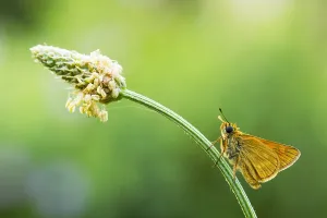 Images Dated 3rd June 2018: Large Skipper, Ochlodes sylvanus