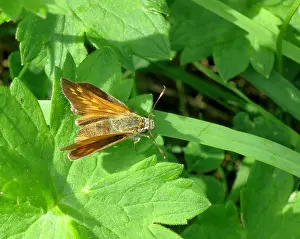 Ochlodes Prints: Large Skipper, Ochlodes sylvanus