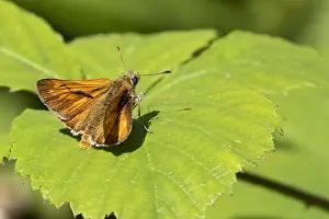 Ochlodes Prints: Large Skipper, Ochlodes sylvanus