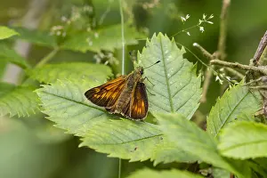 Ochlodes Prints: Large Skipper, Ochlodes sylvanus