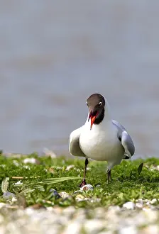 Summerplumage Prints: Larus ridibundus, Black-headed Gull